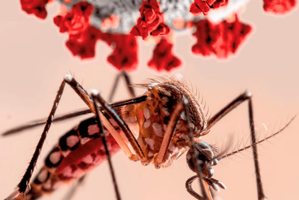 Qué es el dengue: síntomas, prevención y tratamiento