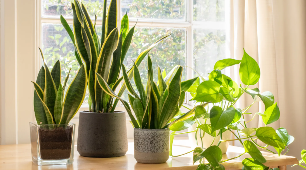 Las mejores plantas de interior para una&nbsp;casa